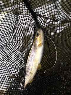 ブラウントラウトの釣果