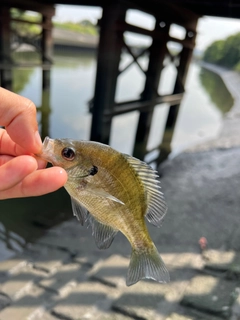 ブルーギルの釣果