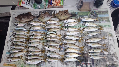 アジの釣果