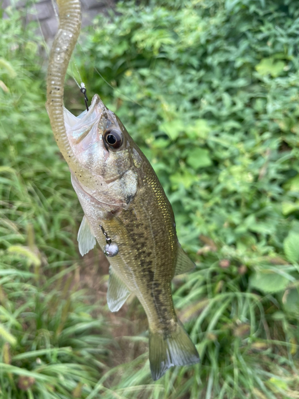 スモールマウスバス