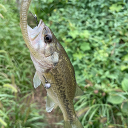 スモールマウスバス