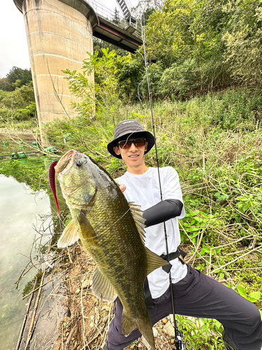 ブラックバスの釣果