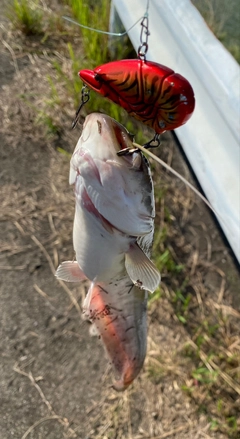 ニホンナマズの釣果