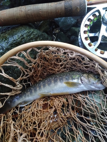 山梨県で釣れたイワナの釣り・釣果情報 - アングラーズ | 釣果400万件