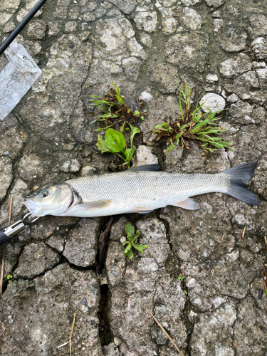 ウグイの釣果