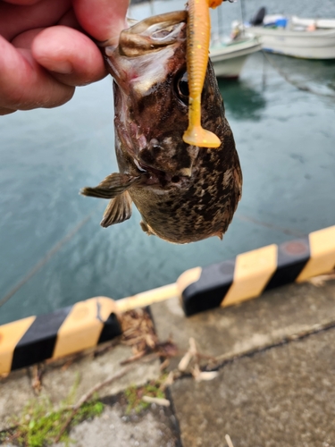 クロソイの釣果