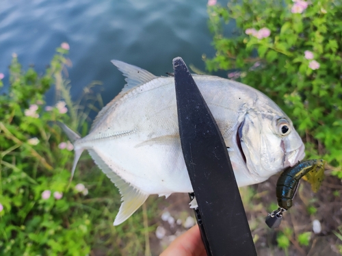 メッキの釣果