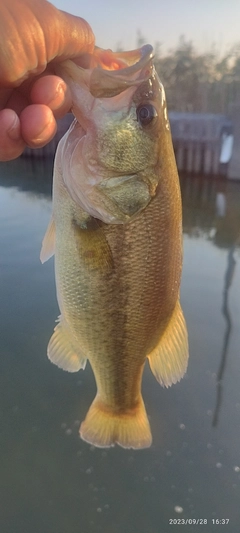 ブラックバスの釣果