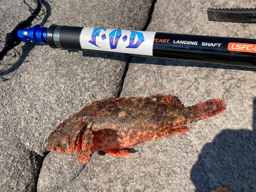 オニオコゼの釣果