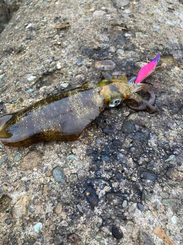 アオリイカの釣果