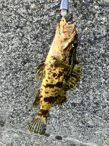 タケノコメバルの釣果