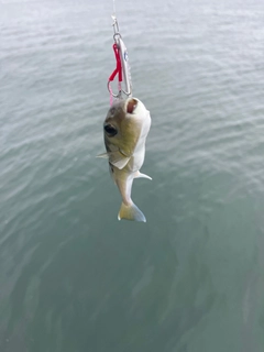 フグの釣果