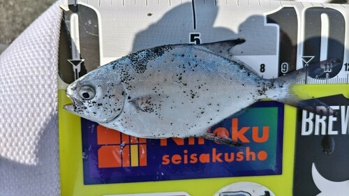 コバンアジの釣果