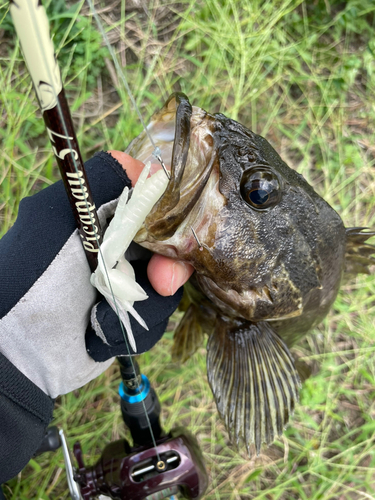 ベッコウゾイの釣果