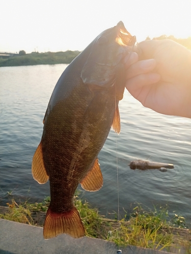 スモールマウスバスの釣果