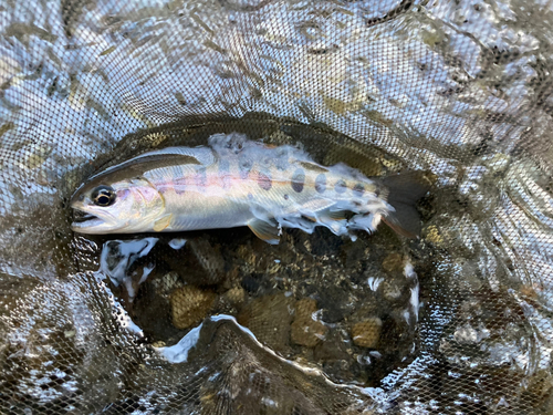 ヤマメの釣果