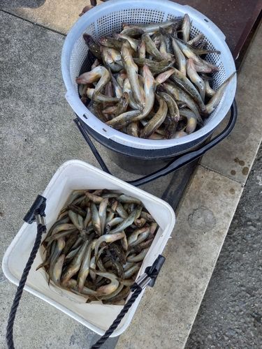 マハゼの釣果