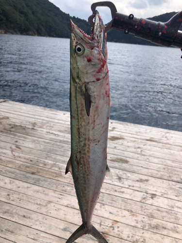 サゴシの釣果