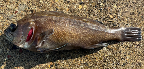 エゾメバルの釣果