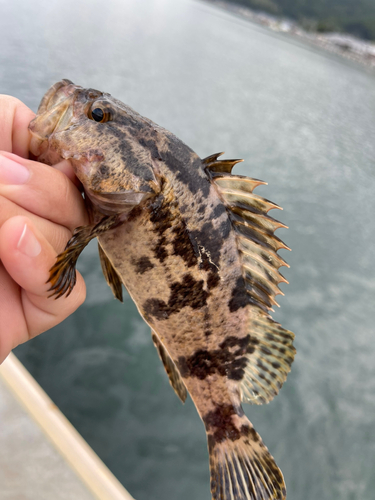 ベッコウゾイの釣果