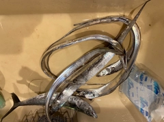サゴシの釣果