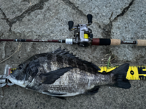 クロダイの釣果