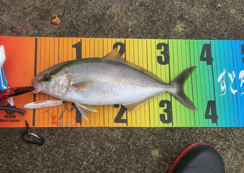 ショゴの釣果