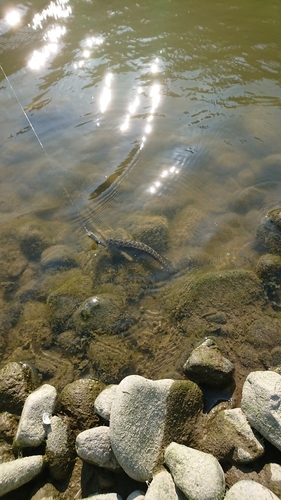 ライギョの釣果