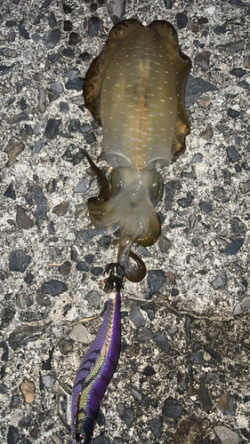 アオリイカの釣果