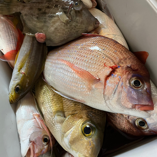 マダイの釣果