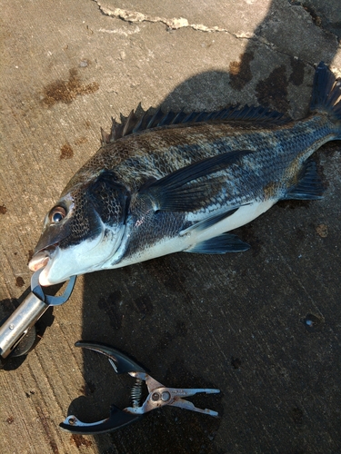 チヌの釣果