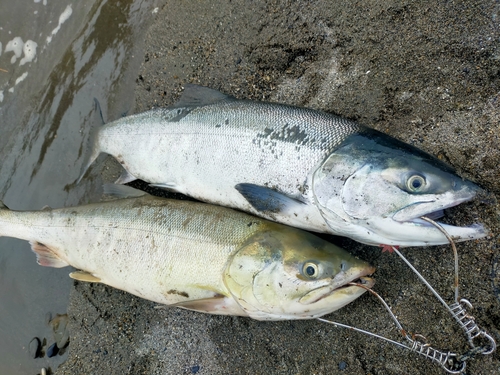 サケの釣果