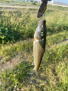 ニゴイの釣果