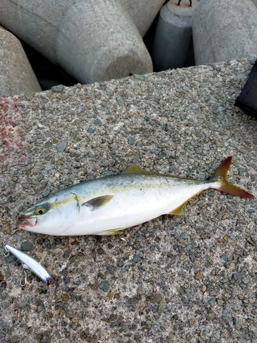 ハマチの釣果