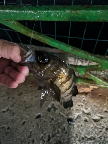 クロメバルの釣果