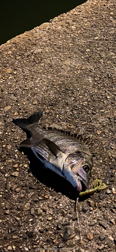 チヌの釣果