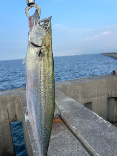 サゴシの釣果