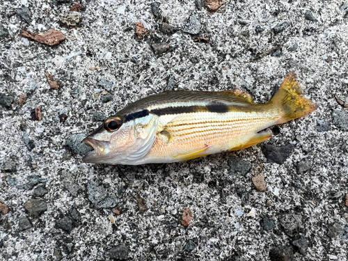 ヨコスジフエダイの釣果