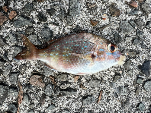 チャリコの釣果