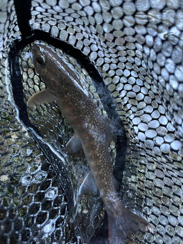 イワナの釣果