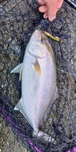 ショゴの釣果