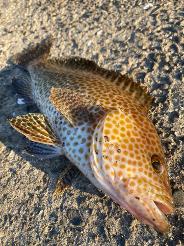 オオモンハタの釣果