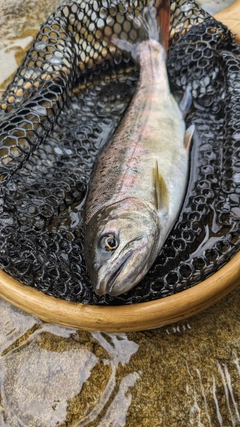 ヤマメの釣果