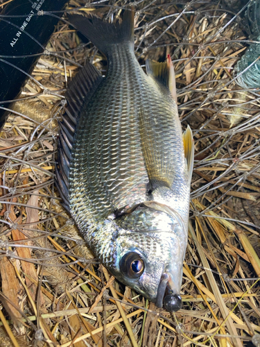 キビレの釣果