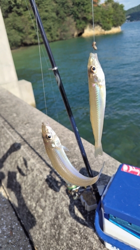 キスの釣果