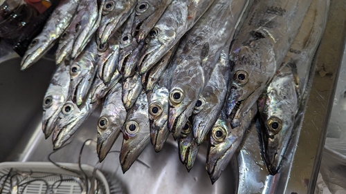 タチウオの釣果