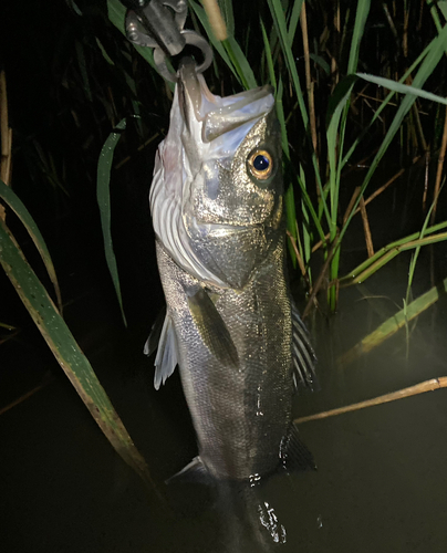 ウグイの釣果