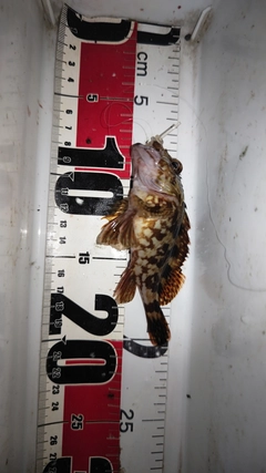 タケノコメバルの釣果