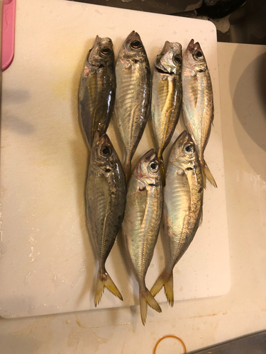 アジの釣果