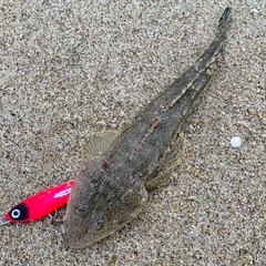 マゴチの釣果